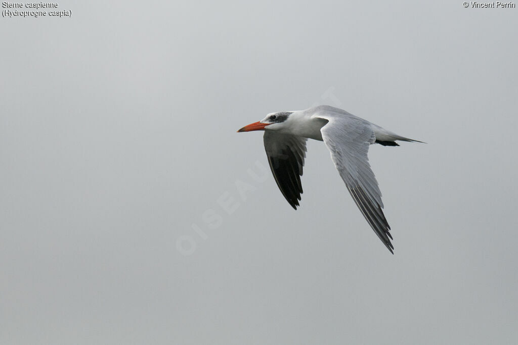 Caspian Tern