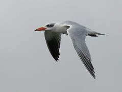 Caspian Tern