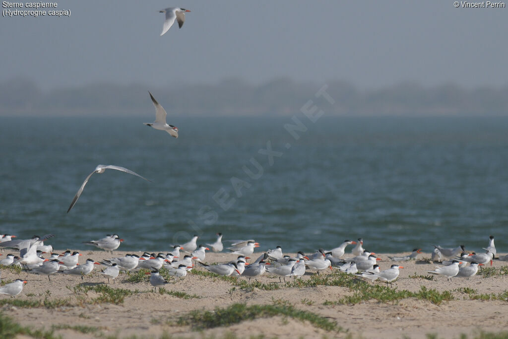 Caspian Tern