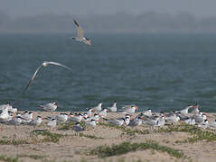 Caspian Tern