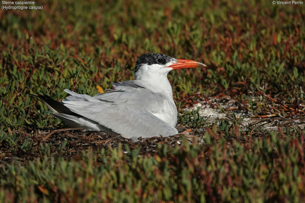 Caspian Ternadult, Reproduction-nesting