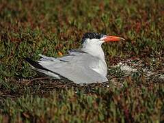 Caspian Tern