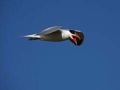 Caspian Tern