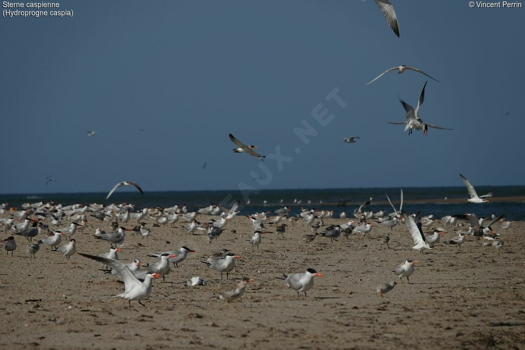 Caspian Tern, Reproduction-nesting