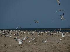 Caspian Tern