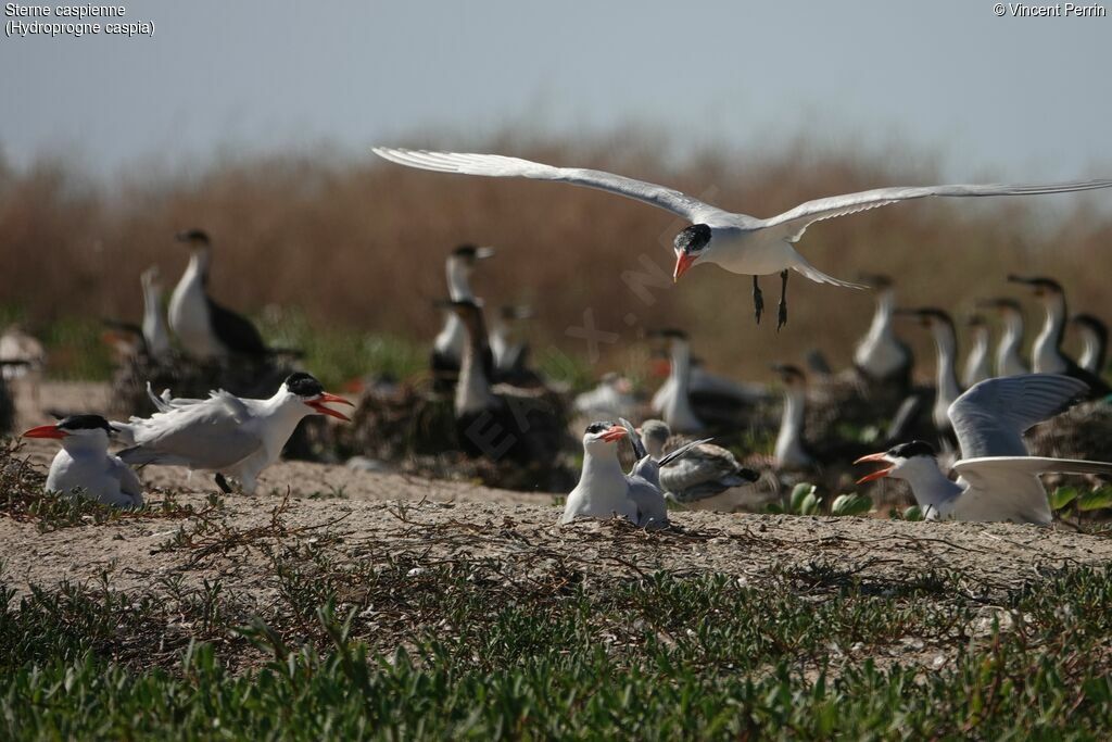 Caspian Tern, Reproduction-nesting