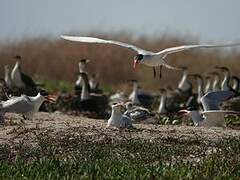 Caspian Tern