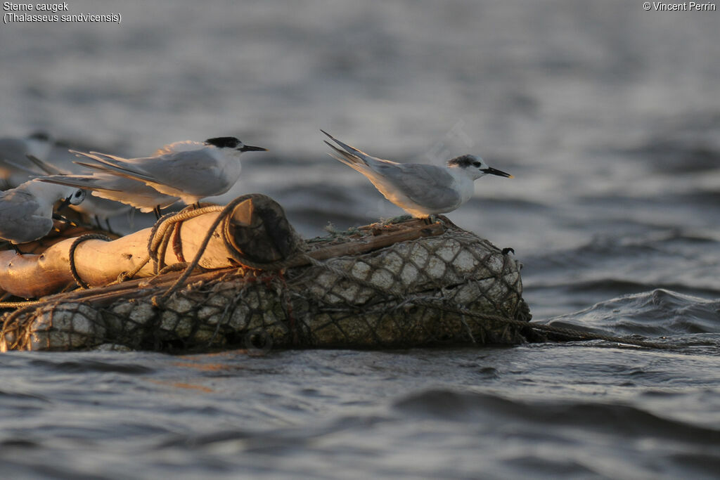 Sandwich Tern