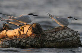 Sandwich Tern