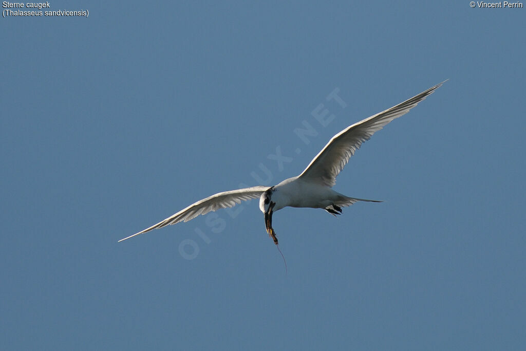 Sandwich Tern