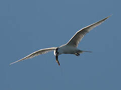 Sandwich Tern