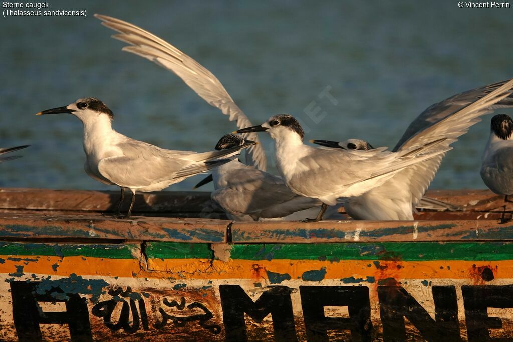 Sandwich Tern