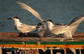 Sandwich Tern