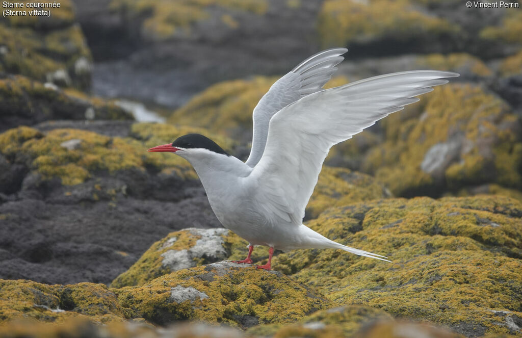 Antarctic Tern