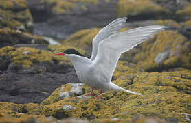 Antarctic Tern