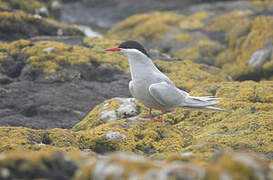 Antarctic Tern