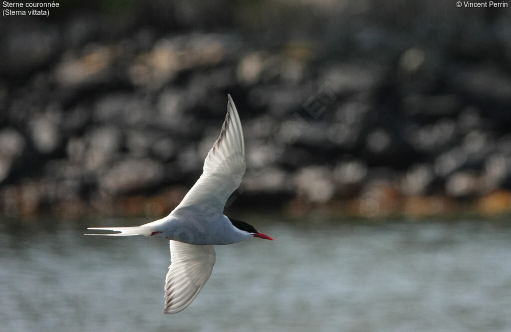 Antarctic Tern