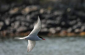 Antarctic Tern