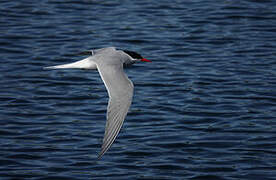 Antarctic Tern