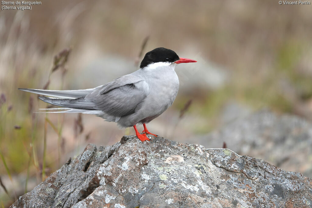 Kerguelen Tern