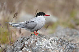 Kerguelen Tern