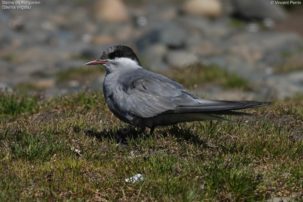 Kerguelen Tern