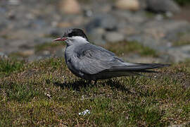 Kerguelen Tern