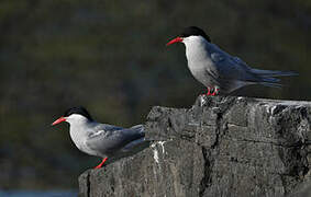 Kerguelen Tern