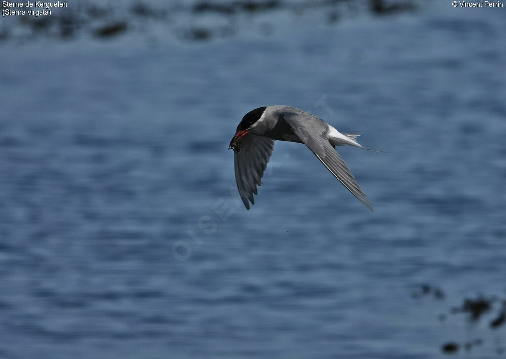 Kerguelen Ternadult