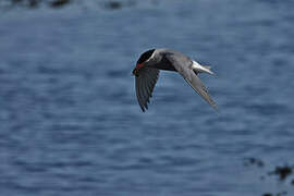 Kerguelen Tern