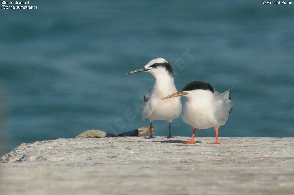 Black-naped Tern