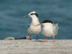 Black-naped Tern