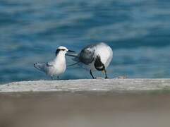 Black-naped Tern