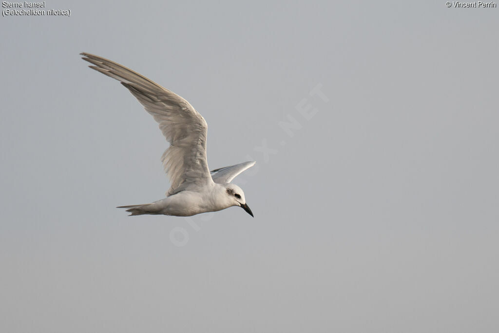 Gull-billed Tern