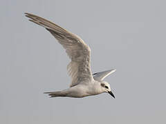 Gull-billed Tern