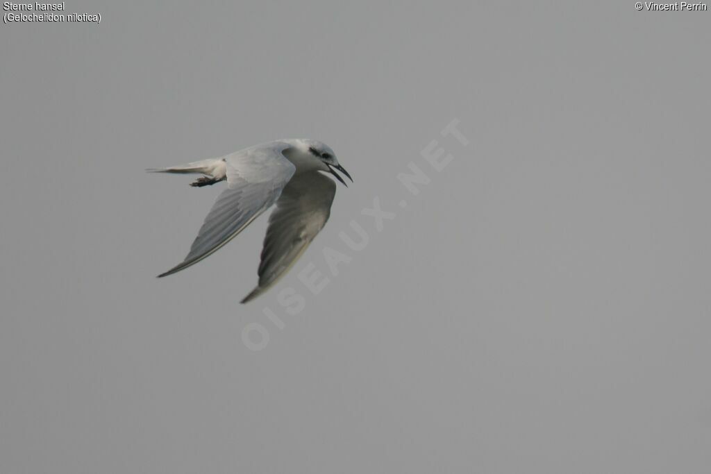 Gull-billed Ternadult post breeding, close-up portrait, eats