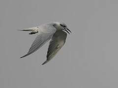 Gull-billed Tern