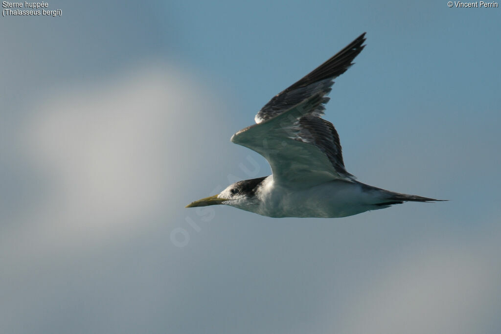 Greater Crested Tern