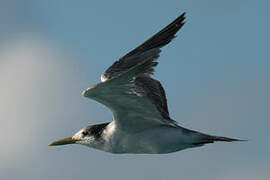 Greater Crested Tern