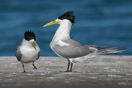 Greater Crested Tern