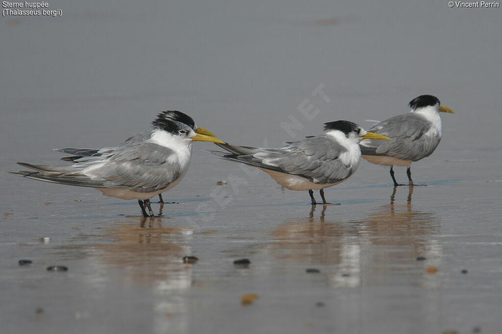 Greater Crested Tern