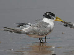 Greater Crested Tern