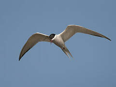 Common Tern