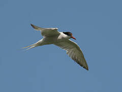 Common Tern