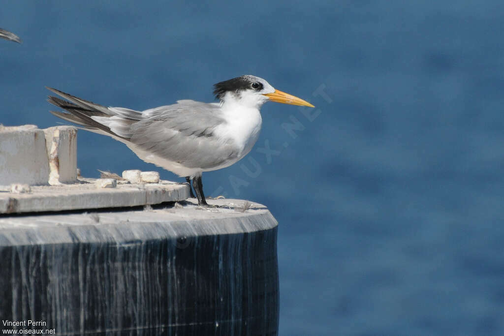 Lesser Crested Ternadult post breeding, identification