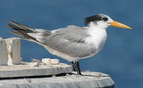 Lesser Crested Tern