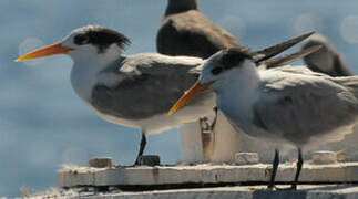 Lesser Crested Tern