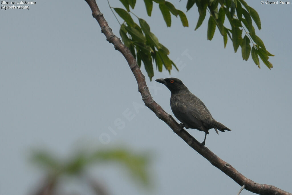 Striated Starling