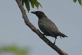 Striated Starling