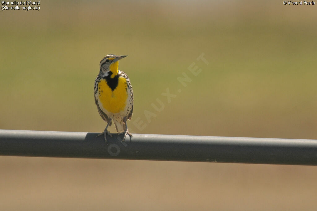 Western Meadowlarkadult